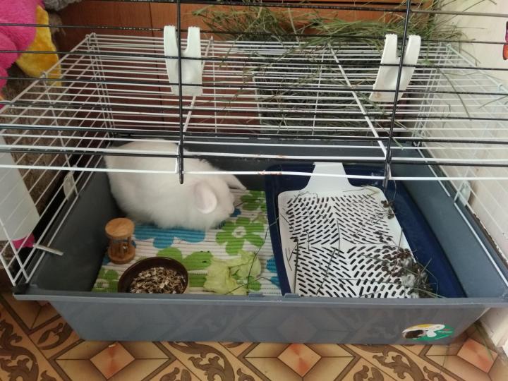 Клетки для декоративных кроликов (34 фото): как сделать своими руками в домашних условиях? размеры клеток для карликовых кроликов