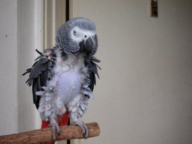 Почему попугай выщипывает себе перья: что делать, если птица чешется, методы лечения и профилактики