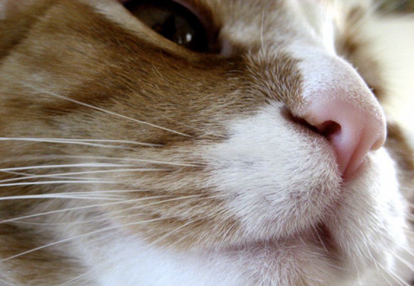Почему у кошки мокрый нос: причины