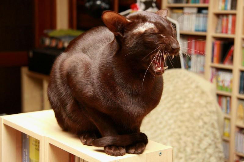 Шоколадная йоркская кошка