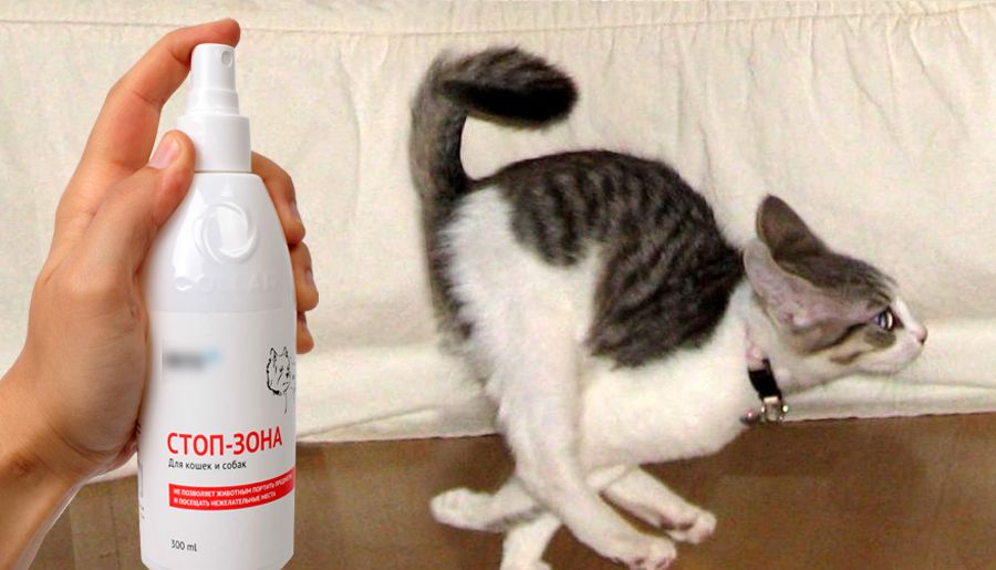 Какой запах отпугивает кошек?