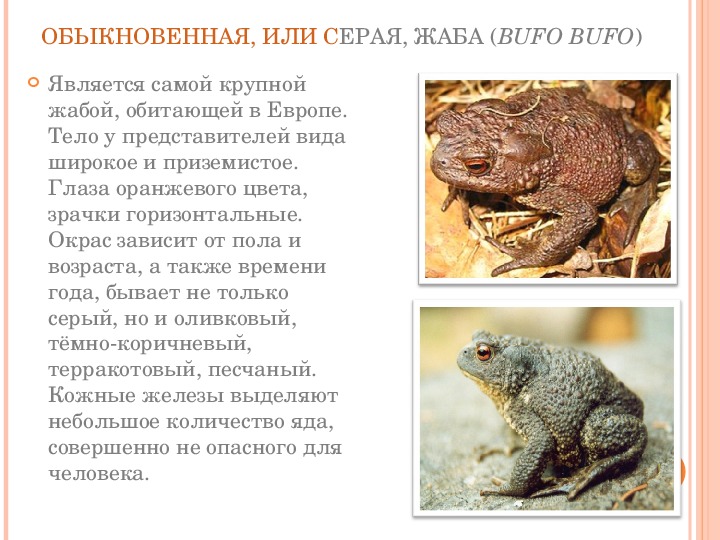 Жаба животное. описание, особенности, виды, образ жизни и среда обитания жабы | живность.ру