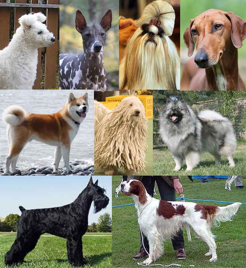 Средние породы собак: названия и фото (каталог)