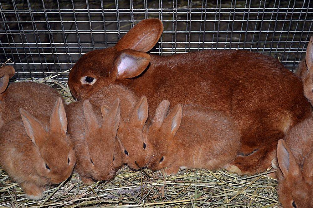 Кролики бургундской породы
