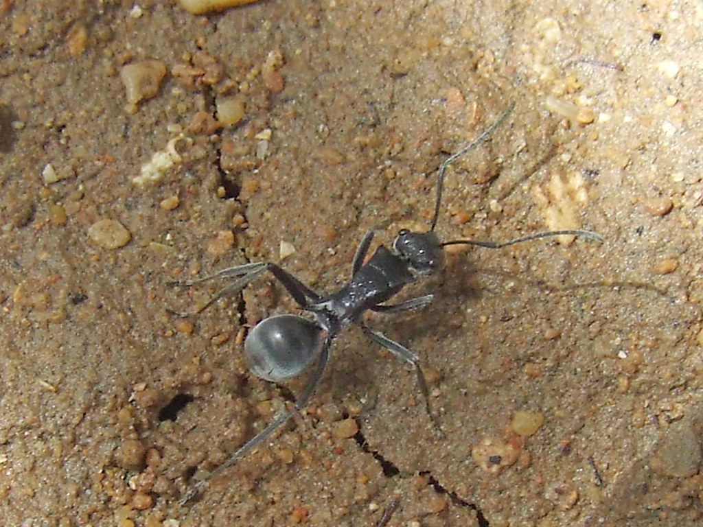  атлас муравьёв » polyrhachis illaudata walker, 1859
