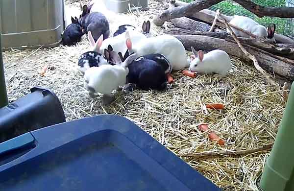 Кастрация кроликов: в каком возрасте проводят стерилизацию