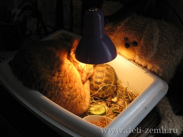 Выбор и установка ультрафиолетовой лампы для красноухой и сухопутной черепахи.