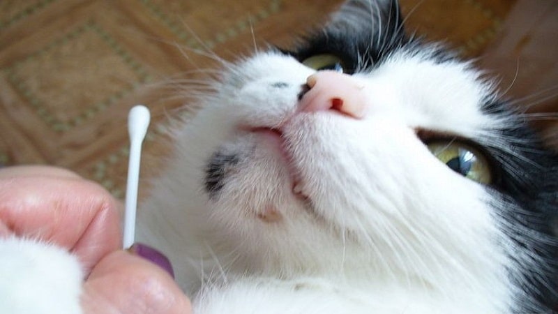 Почему пена изо рта у кошки: что делать, причины