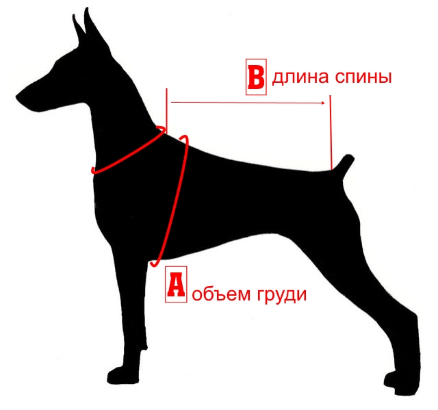 Размеры собак: как можно измерить рост взрослой собаки? как определить вес и размеры будущей взрослой собаки по щенку?