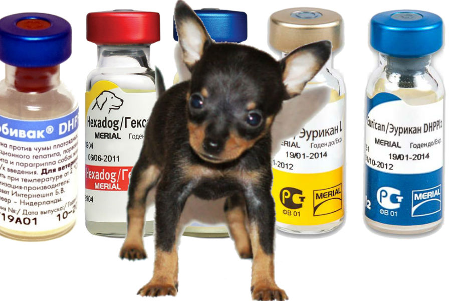 Вакцинация животных (собаки, кошки, хорьки, кролики). описание и цены