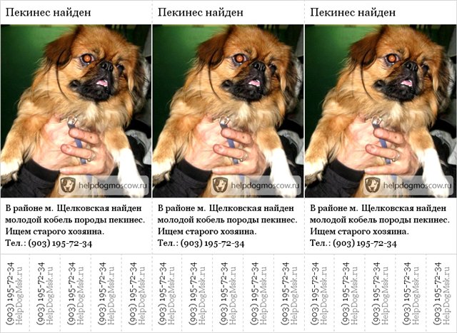 Характеристика породы собак «пекинес»: отличительные особенности питомцев и основы грамотного ухода + отзывы владельцев