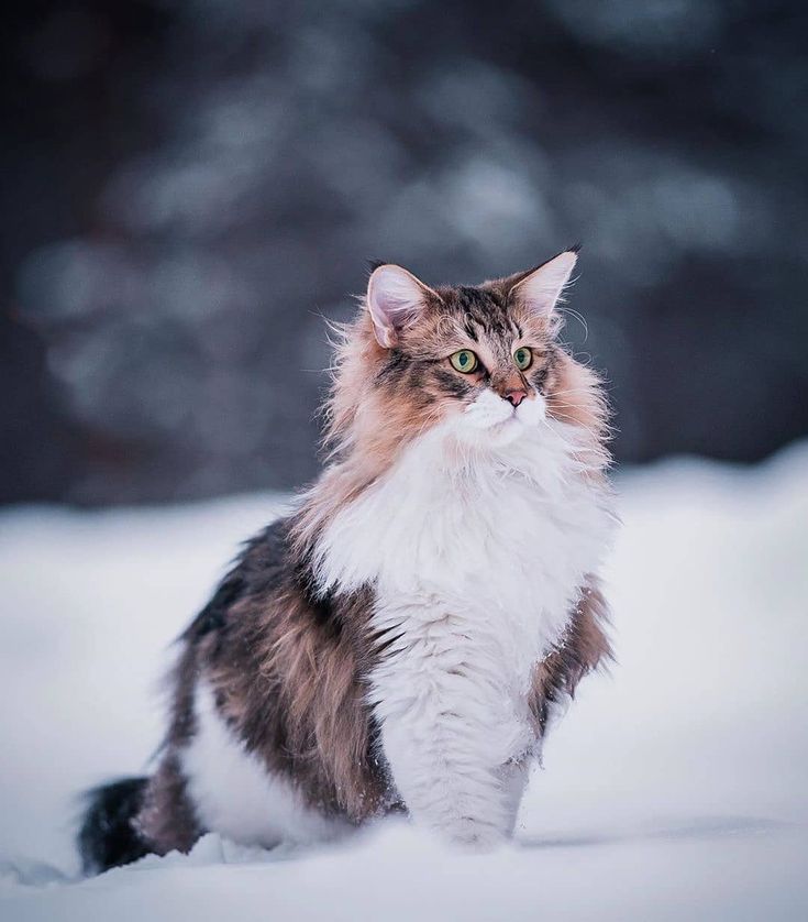 Норвежская лесная кошка: характер, сколько стоит содержание [фото, видео, цена]