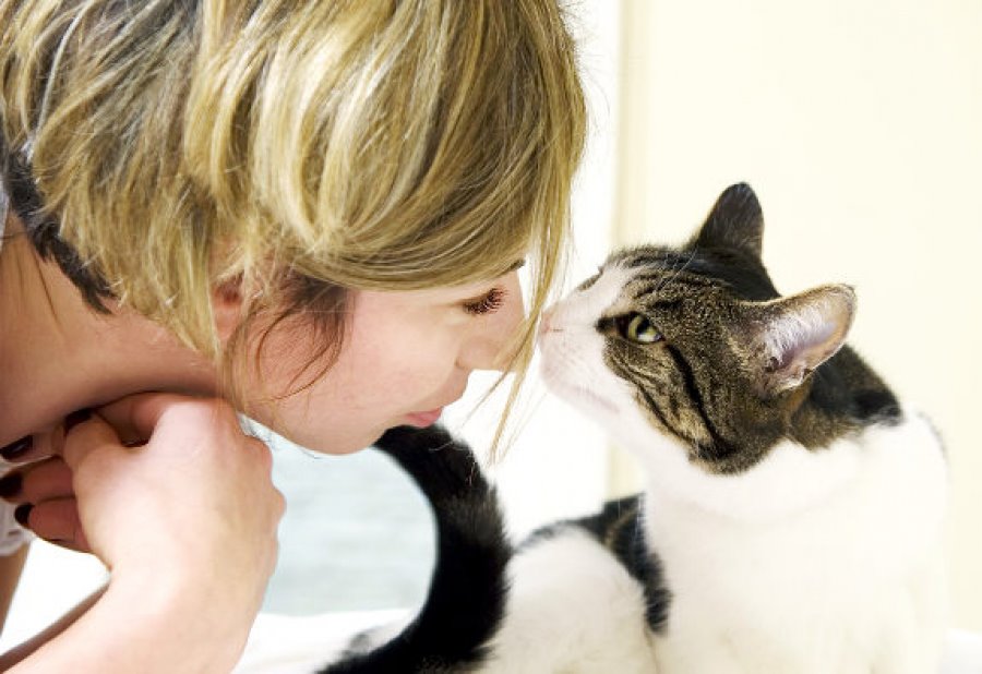 Понимают ли кошки человеческую речь: факты из экспериментов и наблюдений