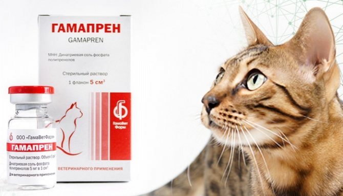 Герпесвирусный ринотрахеит кошек. использование гамапрена