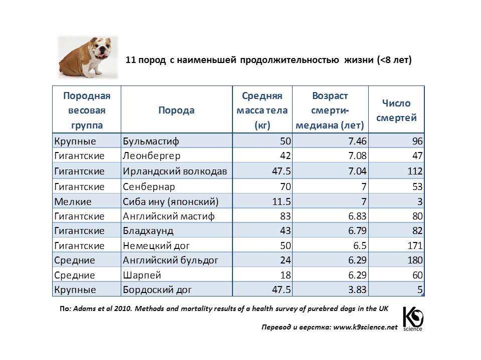 Сколько живут собаки, продолжительность жизни собак, как продлить жизнь: от чего зависит, влияет ли пол собаки, средняя продолжительность - vet-call24 киев