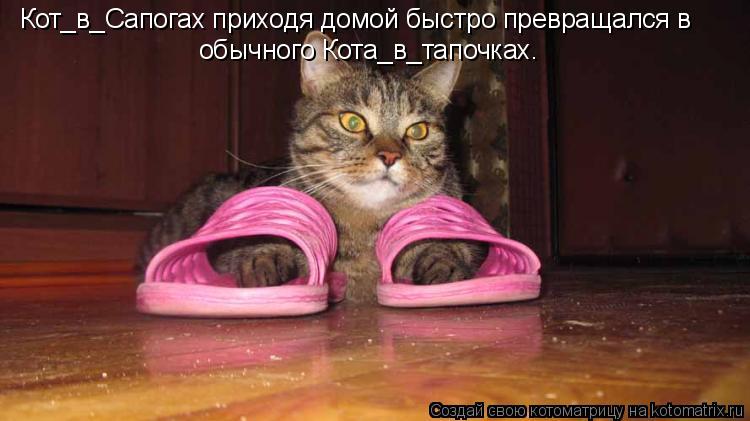 Как приучить кота к унитазу после лотка: инструкция приучения к туалету взрослой кошки и котенка