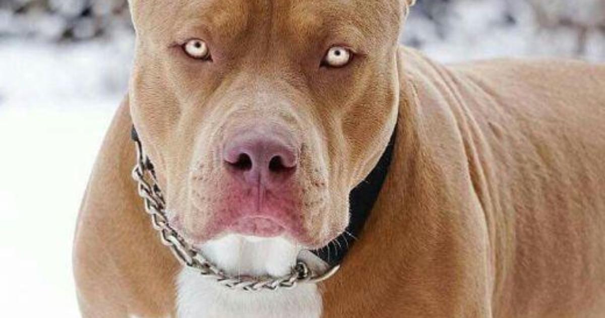 Мвд утвердило список потенциально опасных пород собак на 2021 год