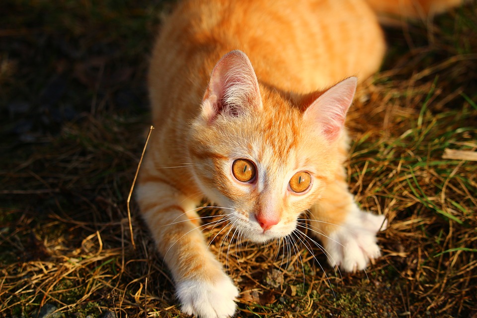 Как отличить кота от кошки