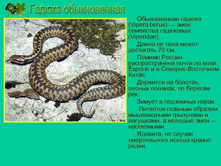 Какой тип развития характерен для гадюки обыкновенной. Гадюка обыкновенная место обитания. Гадюка обыкновенная образ жизни. Сообщение о гадюке обыкновенной. Змеи семейство гадюковых.