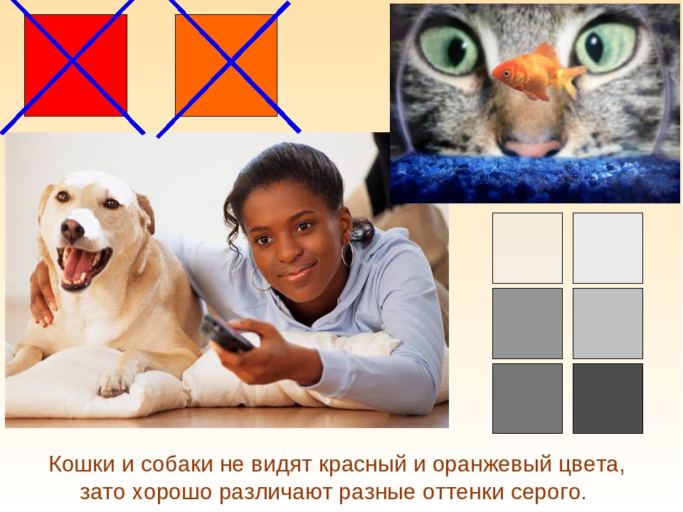 Как видят кошки цвета и людей? ответы эксперта