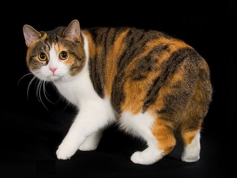 Мэнская кошка порода, мэнск фото, цена котенка и где купить, отзывы