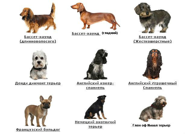 Породы собак маленьких размеров с фото и названиями: какие песики идеальны для небольших квартир?