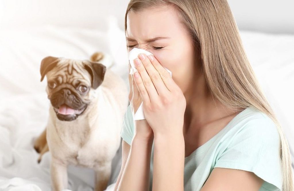 Собака чихает и фыркает: причины, что делать | zoosecrets