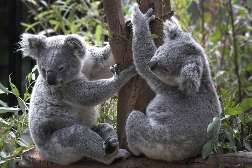 Всё о коалах