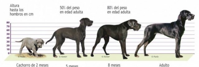 До какого возраста растут собаки | мелких, средних, больших пород, до скольки