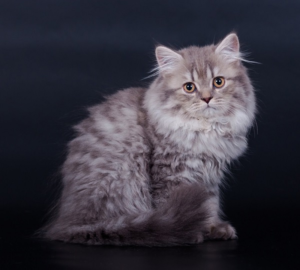 Британская длинношерстная кошка: фото, описание породы, характер, здоровье, уход и содержание