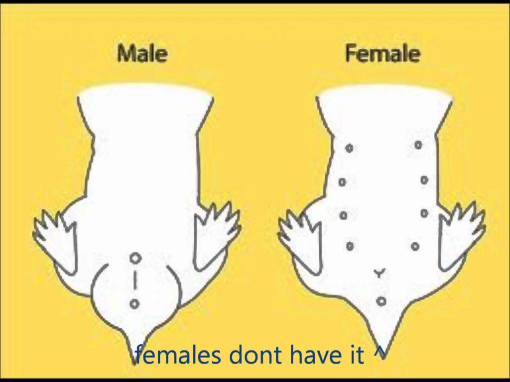 Как определить пол хомяка? 12 фото чем отличается хомяк-мальчик от хомяка-девочки? почему важно узнать пол хомяка?