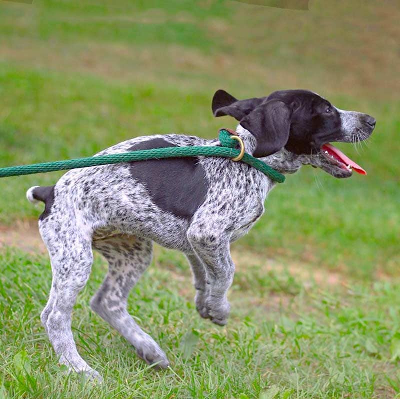 Поводок-рулетка для собак для выгула крупных пород