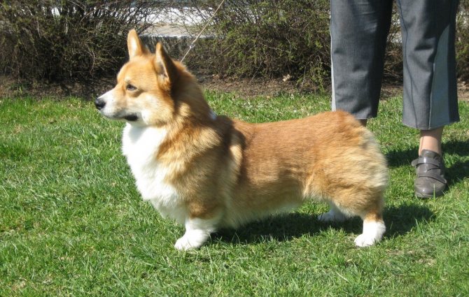 Собака, похожая на лису | порода, рыжая маленькая собака