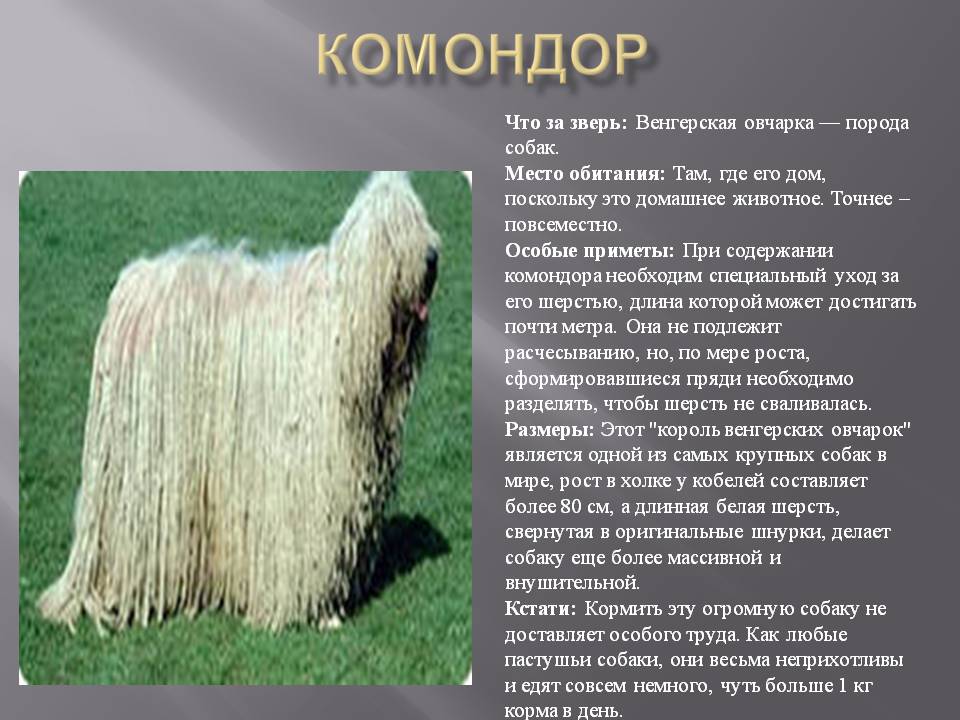 Венгерская овчарка (комондор): волк в овечьей шкуре