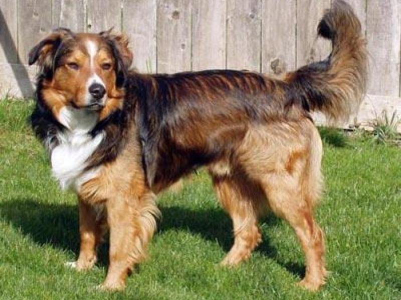 Собака бобтейл (староанглийская овчарка): характеристики и фото породы, уход