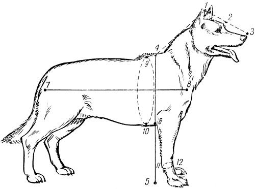 Как определить размер у собаки: снятие мерок, стандартные значения | блог ветклиники "беланта"