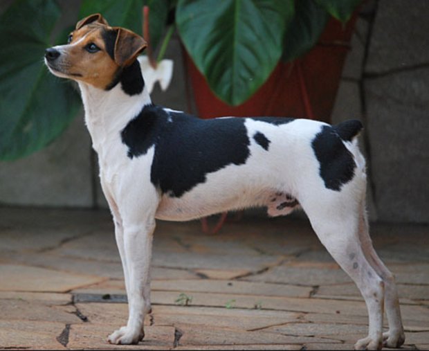 Собака породы фокстерьер: опиcание, внешний стандарт, уход