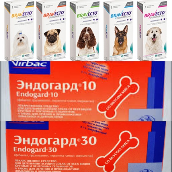 Как применять антигельминтик “эндогард” для собак: советы ветеринаров