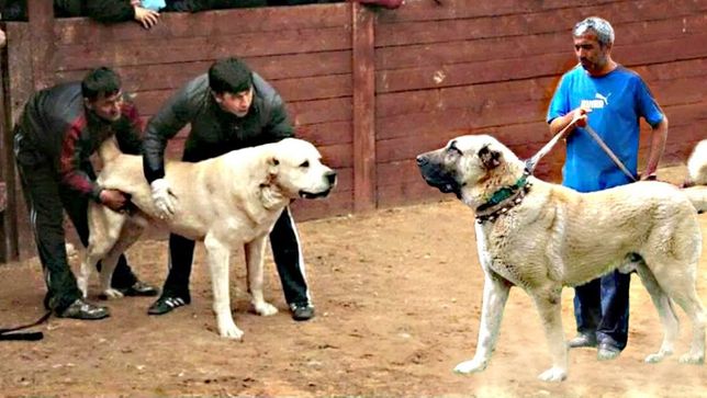 Алабай собака. описание, особенности, уход и цена алабая | sobakagav.ru