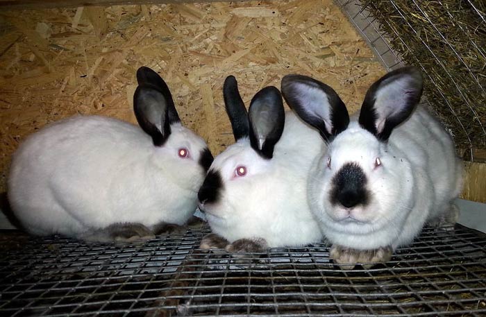 Какие породы кроликов лучше разводить на мясо в домашних условиях: таблица