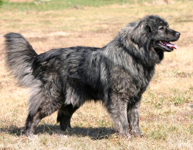 Немецкая овчарка — описание породы собаки от а до я