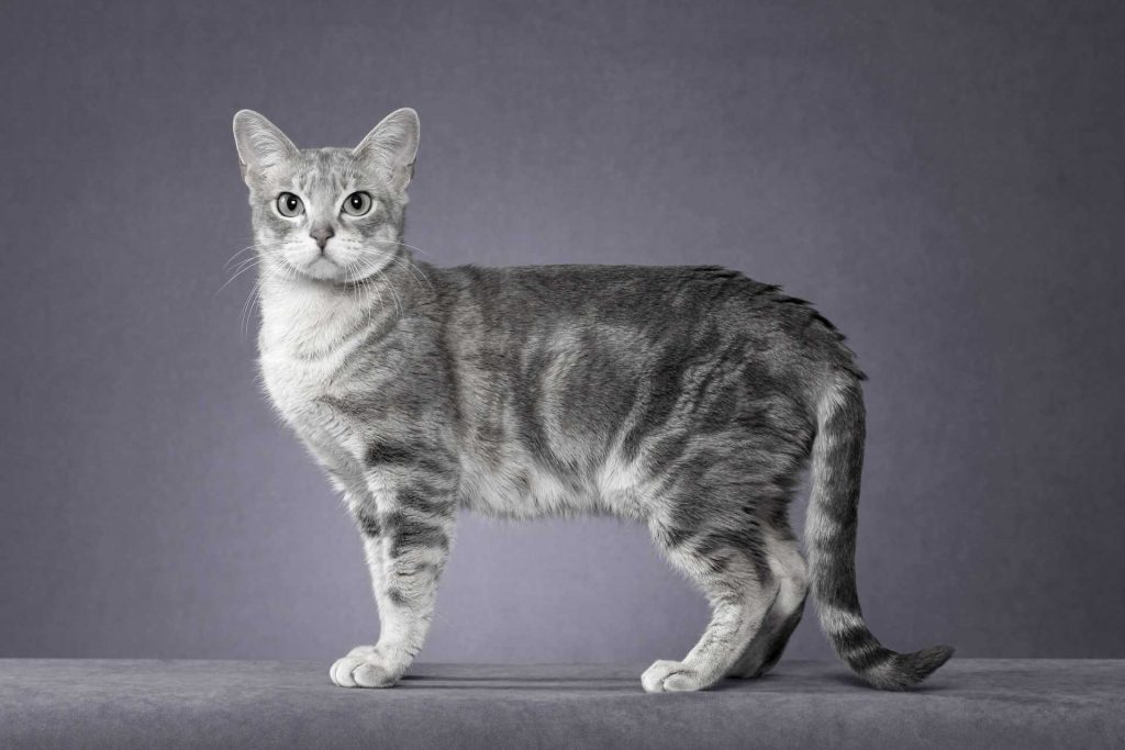Австралийский мист или австралийская дымчатая кошка - мир кошек