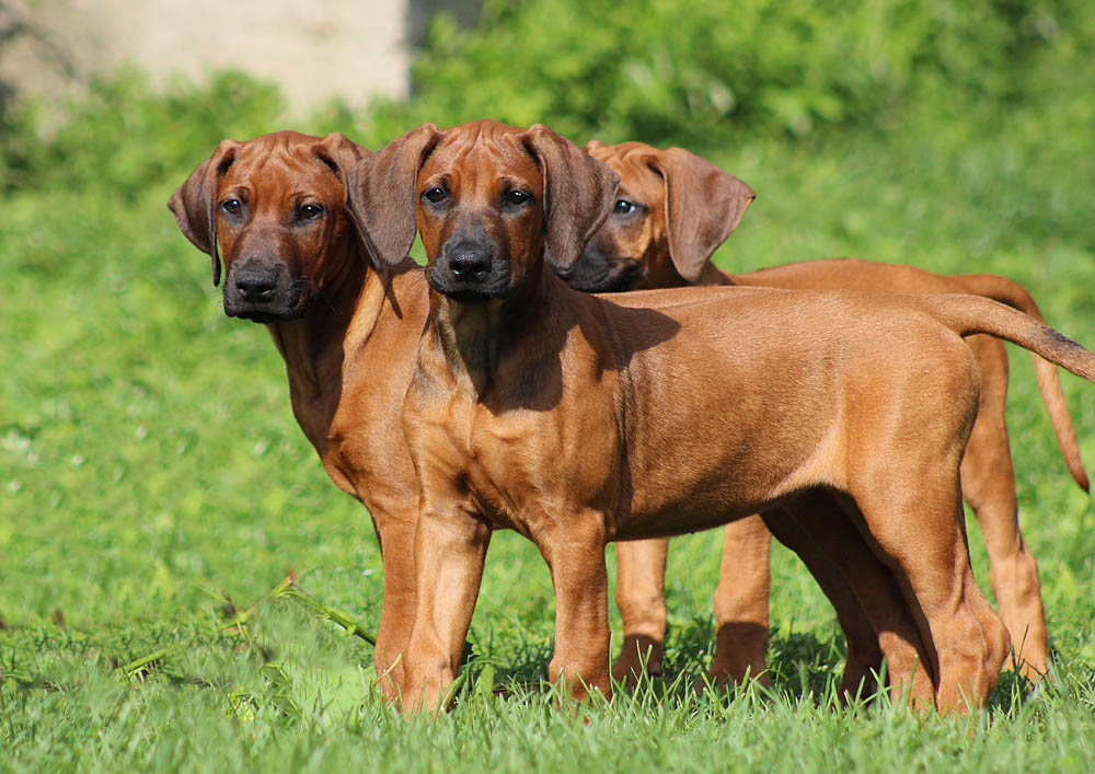 Родезийский риджбек: характеристика породы, цена щенка
