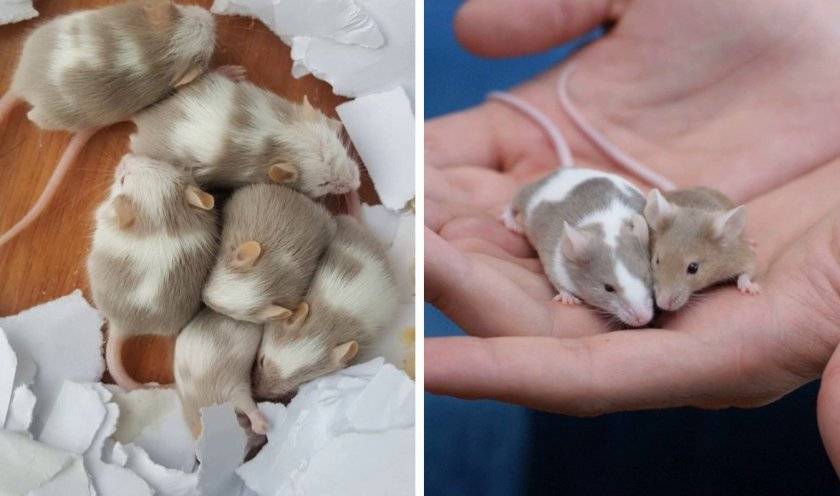 Что едят мыши в природе и в домашних условиях
