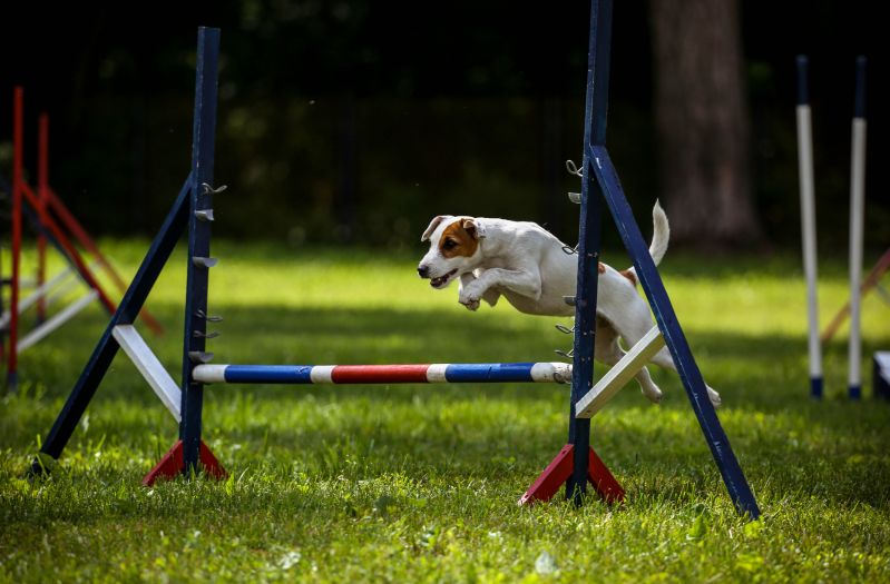 Что такое аджилити? правила, снаряды и породы собак для аджилити | sobakagav.ru