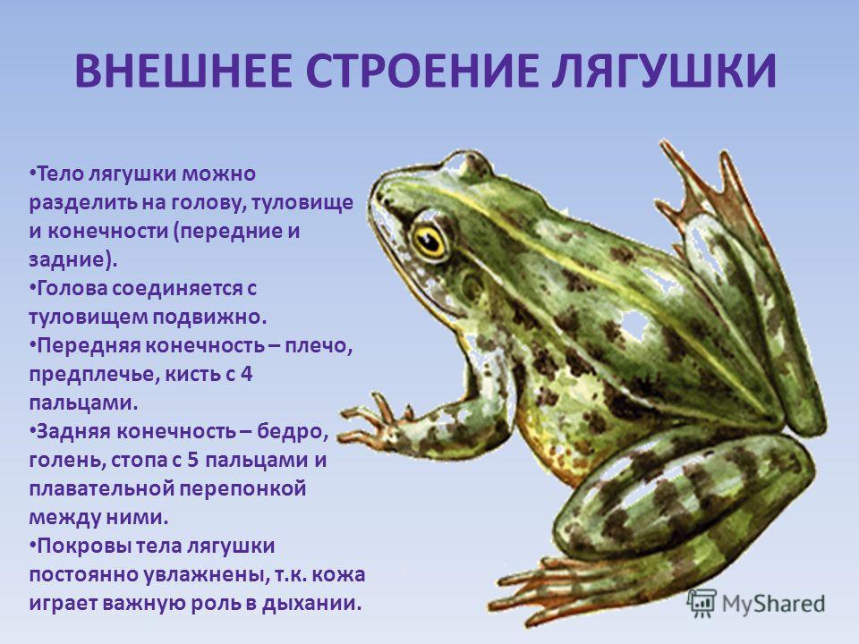 Травяная лягушка: описание, фото, места обитания, образ жизни