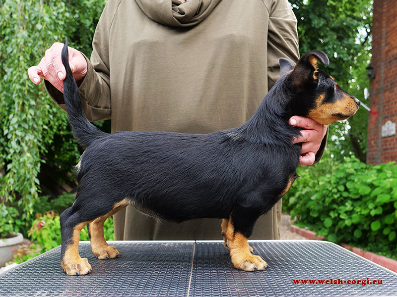 Порода собак ланкаширский хилер и ее характеристики с фото