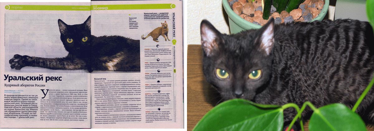 Уральский рекс: описание породы кошек и особенности характера