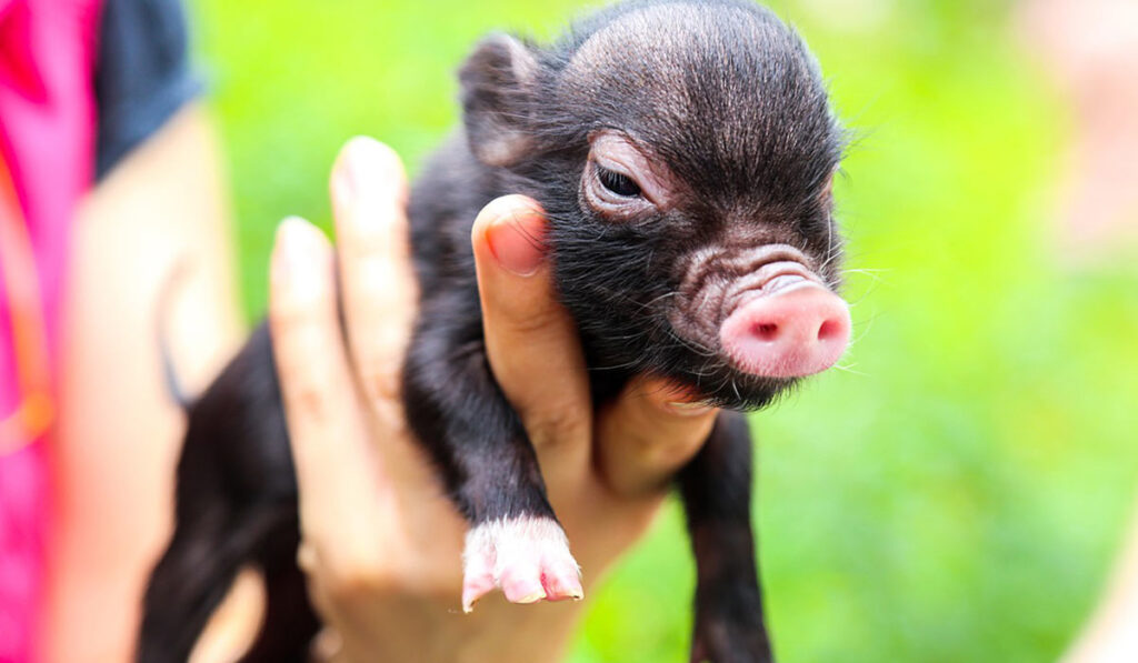 Мини пиги свинья. особенности, уход и цена мини-пиги | животный мир