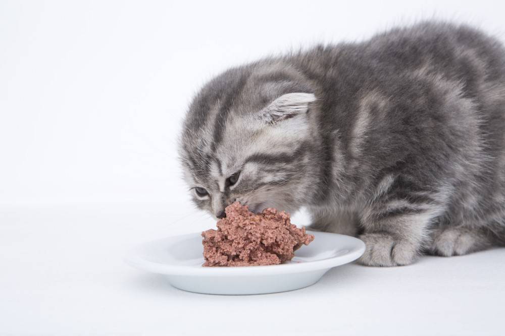Правила прикорма котят, особенности рациона, оптимальный возраст | блог ветклиники "беланта"